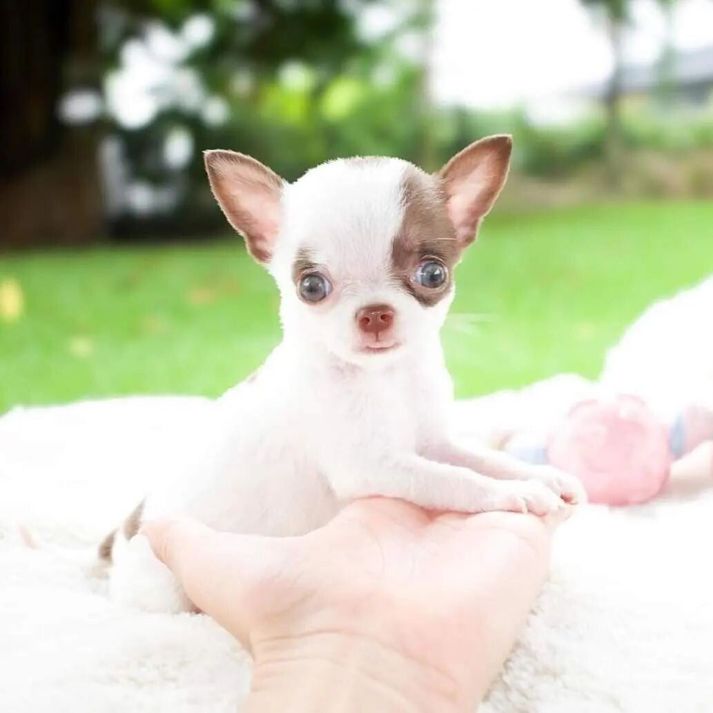 Purebred Chihuahua puppies