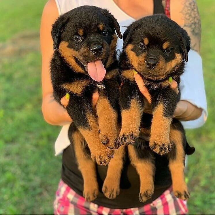 Rottweiler Puppies