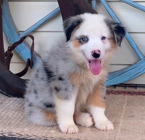 Charming Australian Shepherd puppies