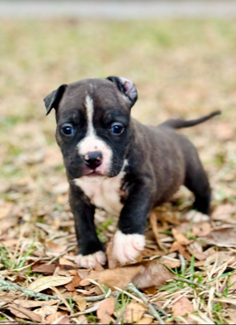 American Staffordshire Terrier