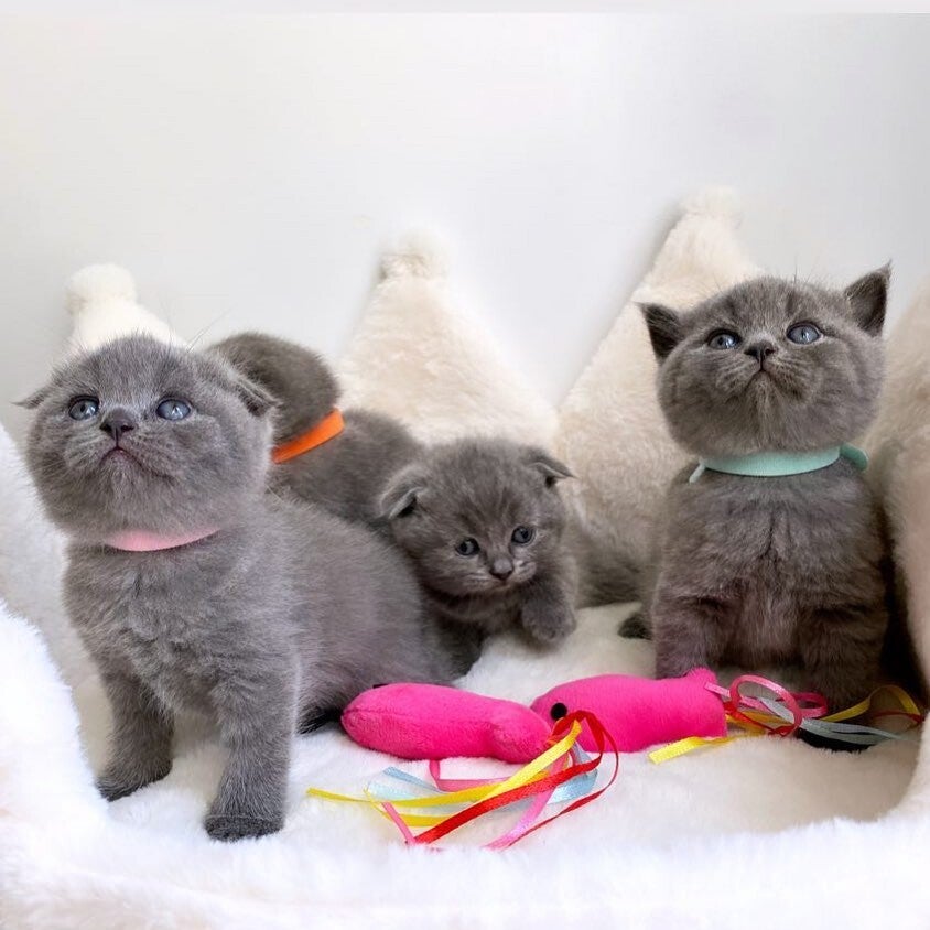 4 beautiful scottish fold kittens ready for Re-homing.