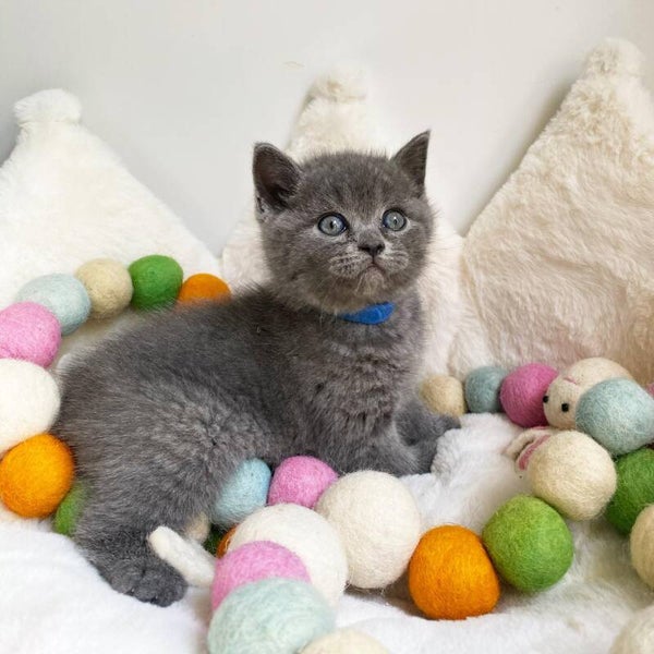 Adorable ❤️cuddly Scottish fold