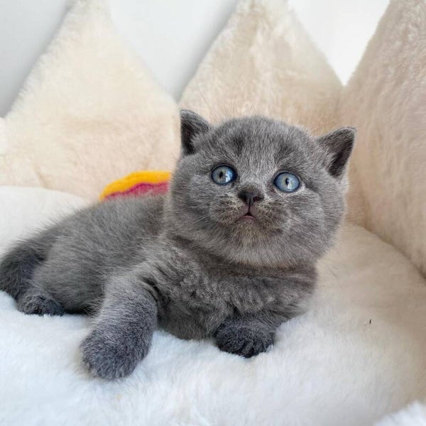 Adorable ❤️cuddly Scottish fold