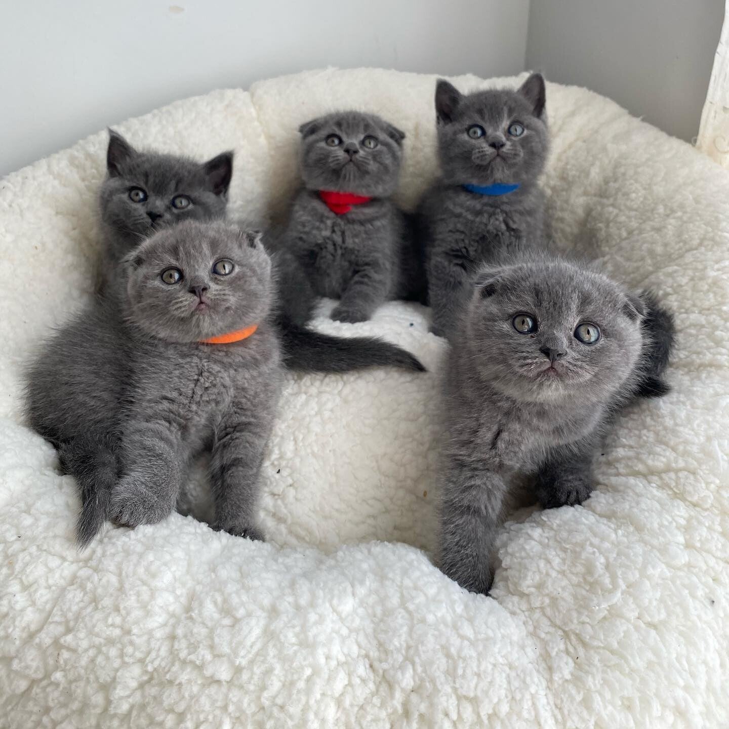 Tica Scottish fold kittens