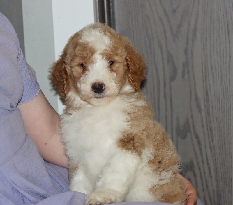 Allergy-Friendly Goldendoodle Puppies for Your Family