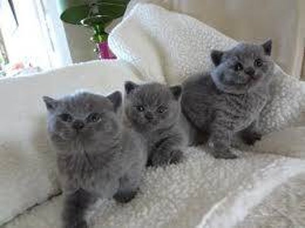 Briitish Shorthair Kitten
