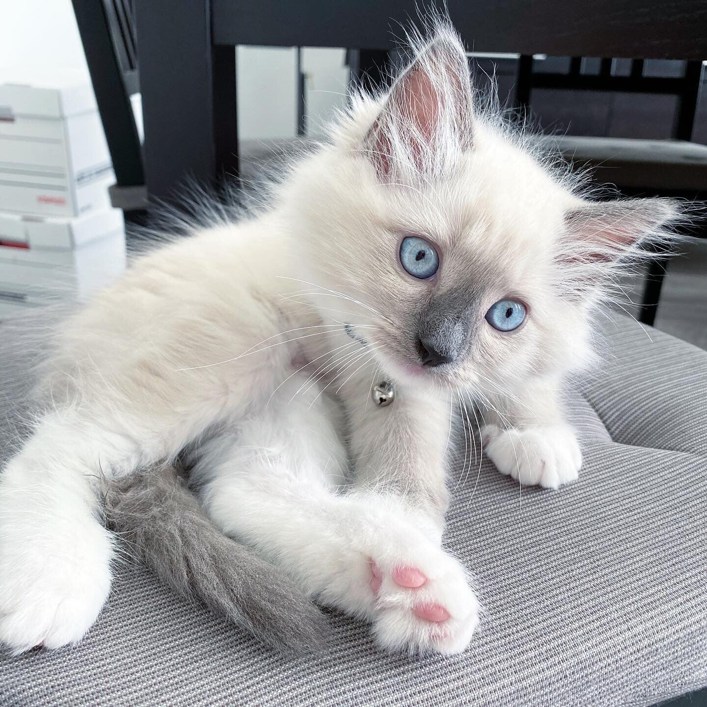 Charming Male Ragdoll Kittens- Ready for new home