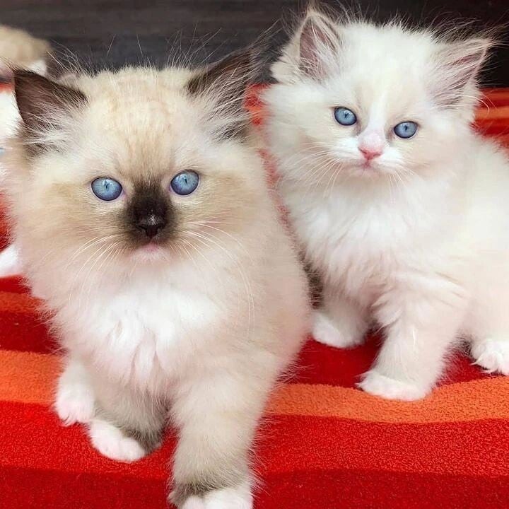 Quality Ragdoll kittens for Re-homing