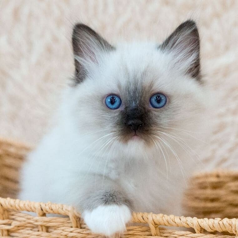 Beautiful Ragdoll kittens Ready for good homes