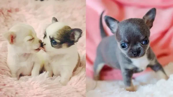 Chihuahua Puppies