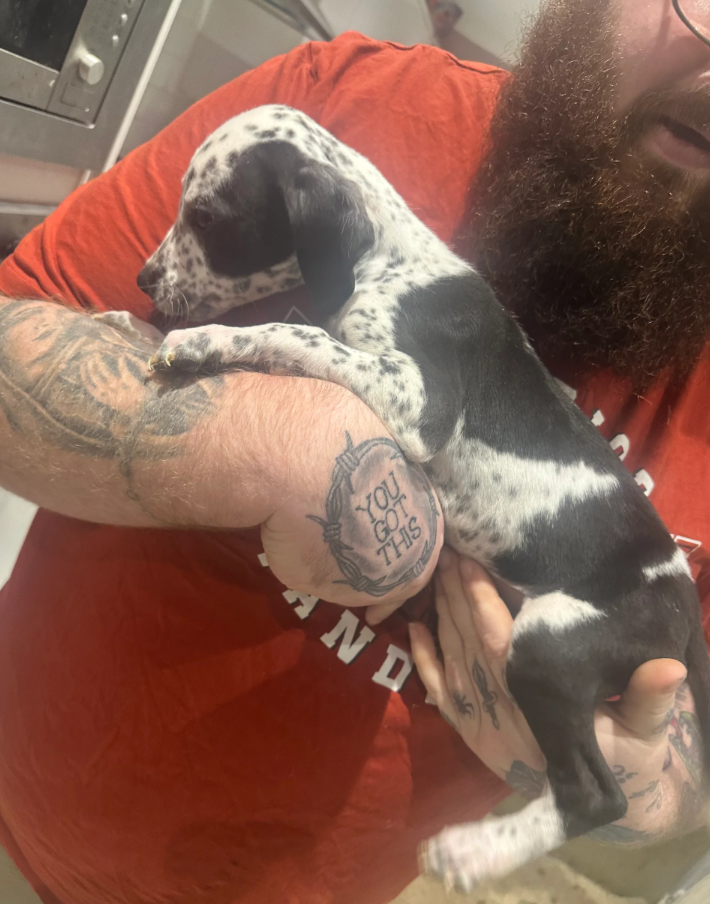 Australian Cattle Dog puppies