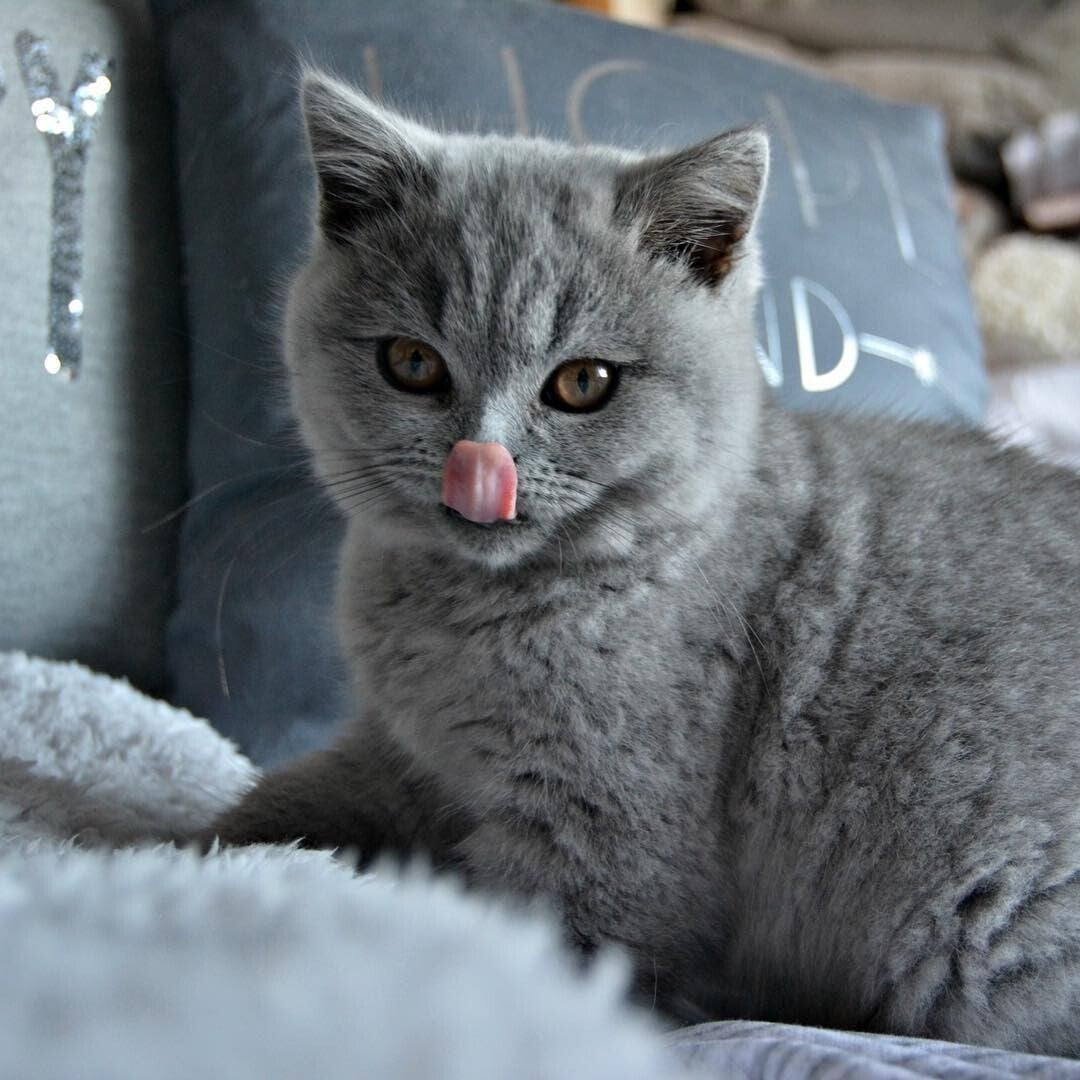 British Shorthair Kittens