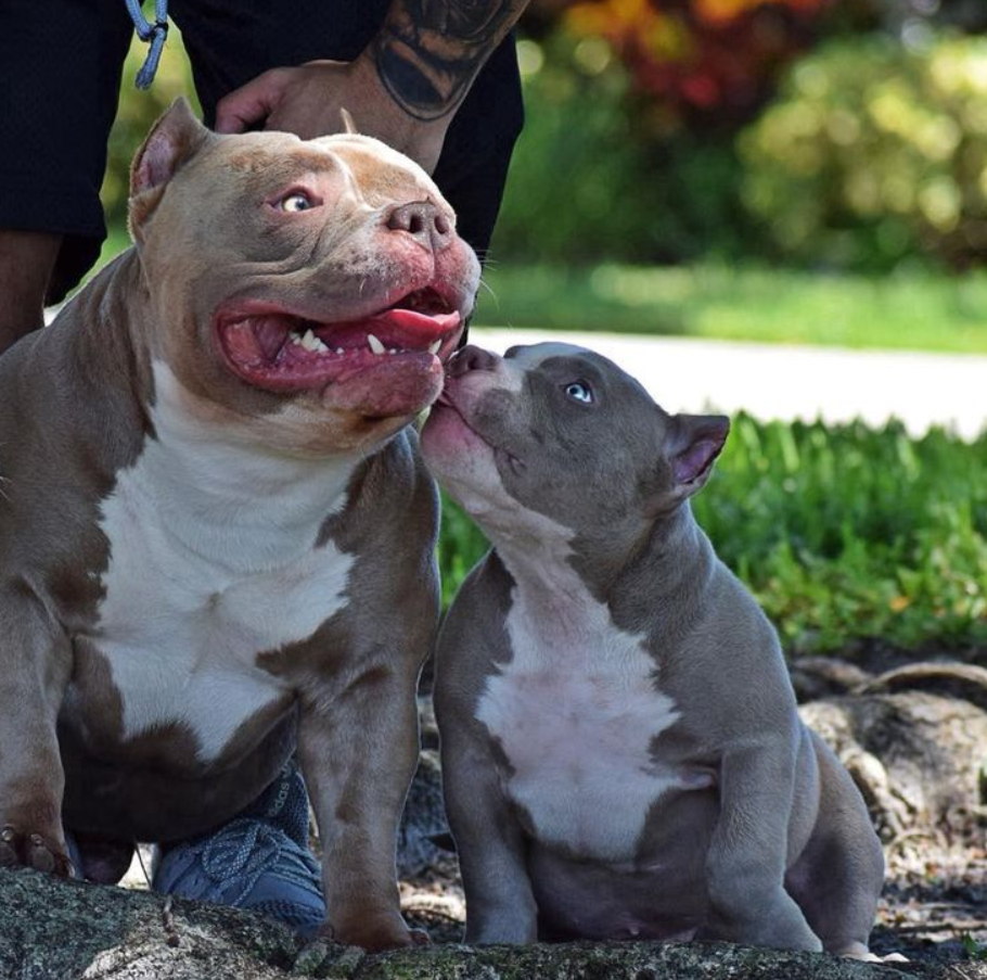 Purebred American bully puppies