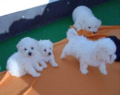 We are offering our 2 Bichon Frise puppies