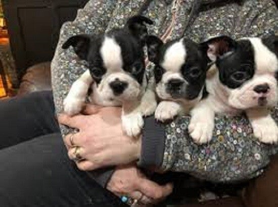 I have a male and a female Boston Terrier puppies