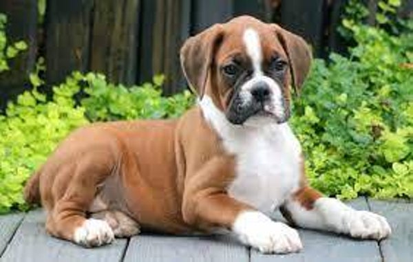 Excellent male and female boxer