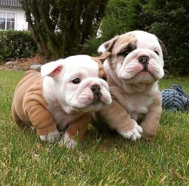 Adorable English Bulldog Puppies Ready for Loving Homes!