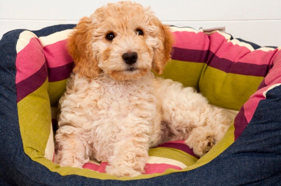 Boys & Girls Cockapoo Puppies For Rehoming Now