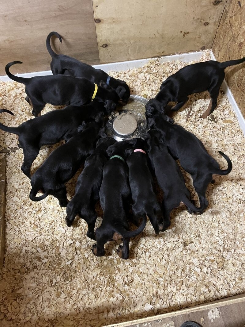 Doberman Pinscher puppies