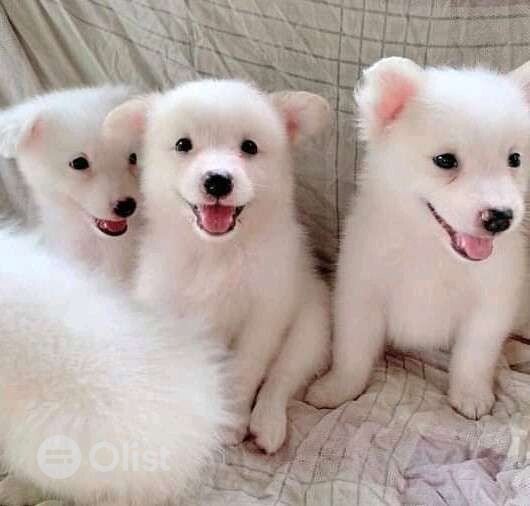 American Eskimo puppies