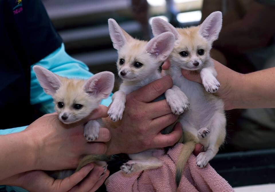 Quality males and females Fennec fox kittens ready