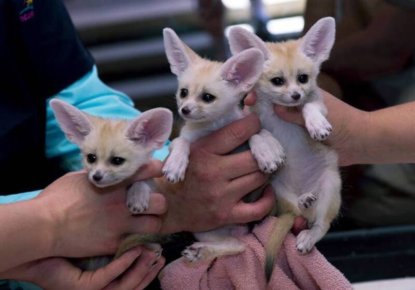 Quality males and females Fennec fox kittens ready