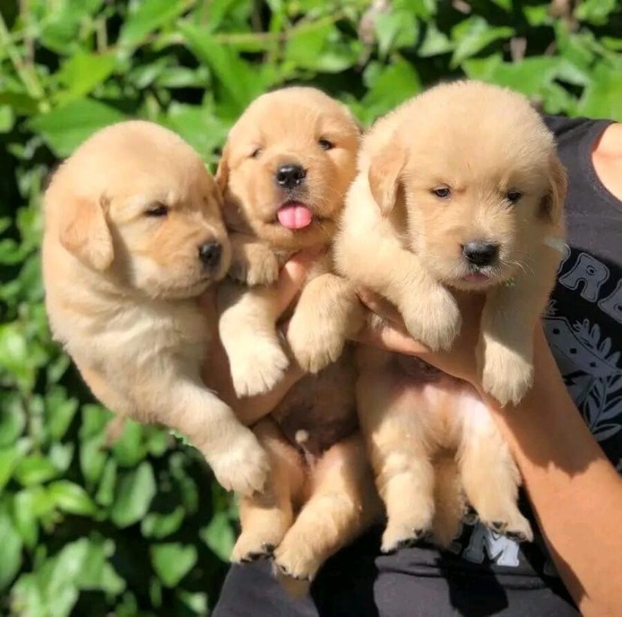 Golden Retriever Puppies