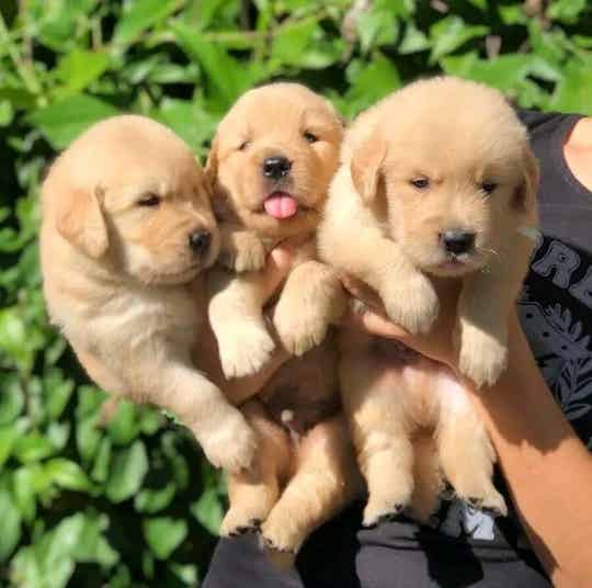 Golden Retriever Puppies