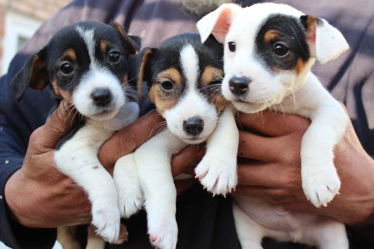 Gorgeous Jack Russell Terrier Puppies
