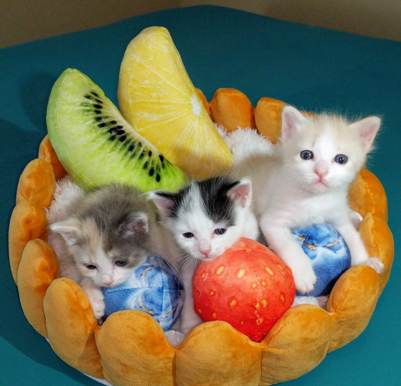 Sweet and Nice Japanese Bobtail Kittens tica
