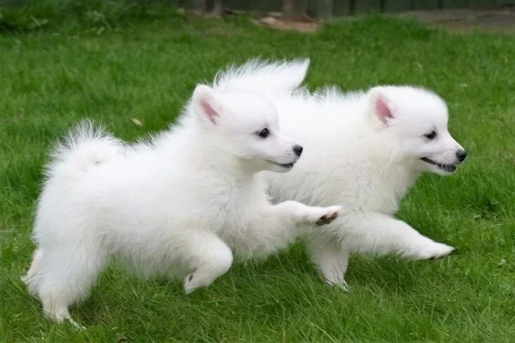 Purebred Japanese Spitz Puppies