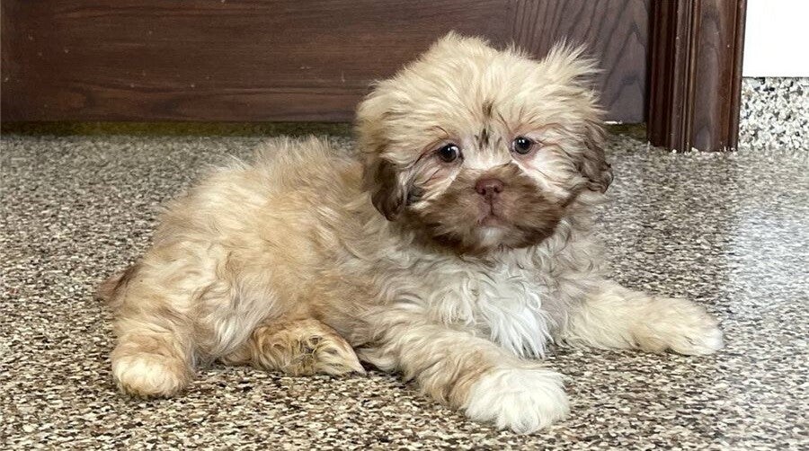 Adorable Male and female Lhasa Apso puppies.