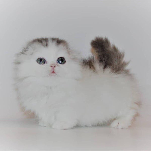 Munchkin Kittens~ Ready to go!