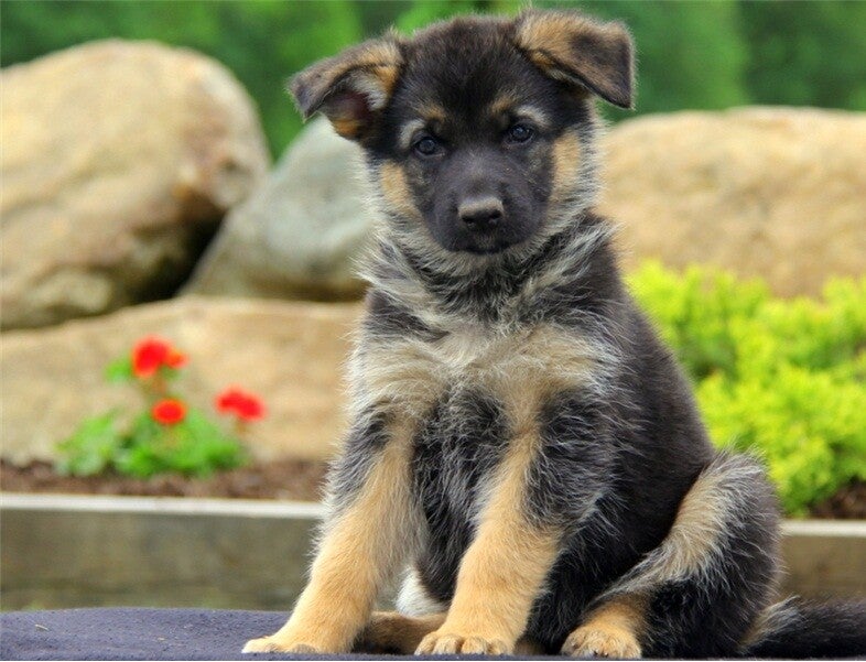 German Shepherd puppies