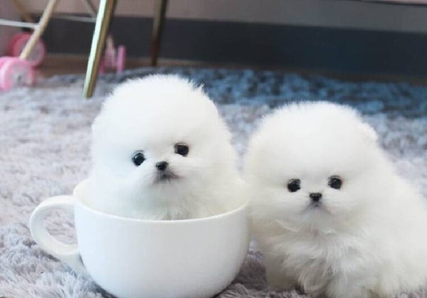 Pomeranian Pom Spitz Puppies