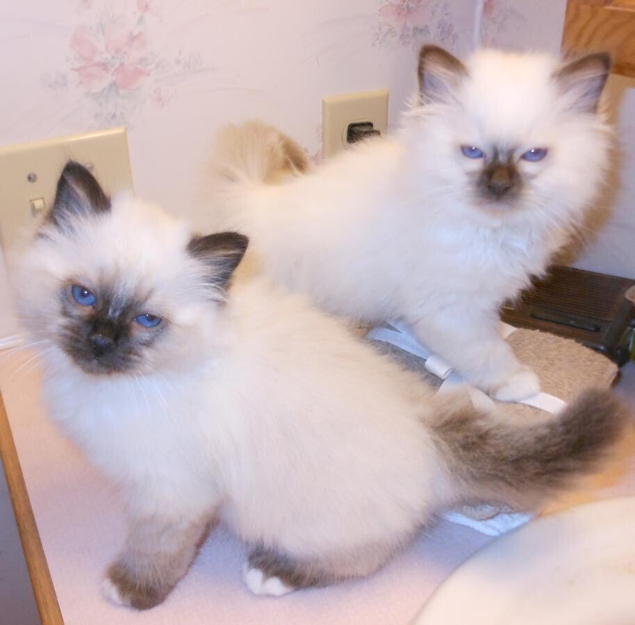lovely and Wise Birman Kittens Available