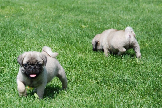 Fawn Merle & black pug puppies ready