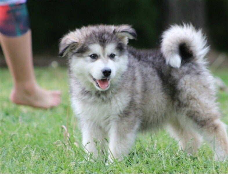 Alaskan Malamute puppies