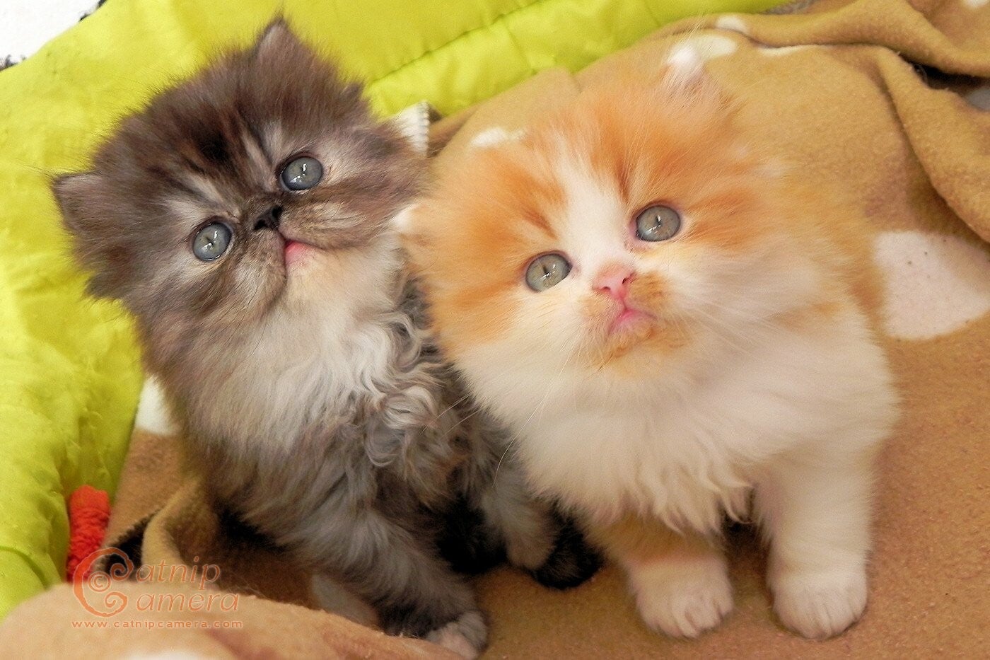 Top quality males and females Persian Kittens