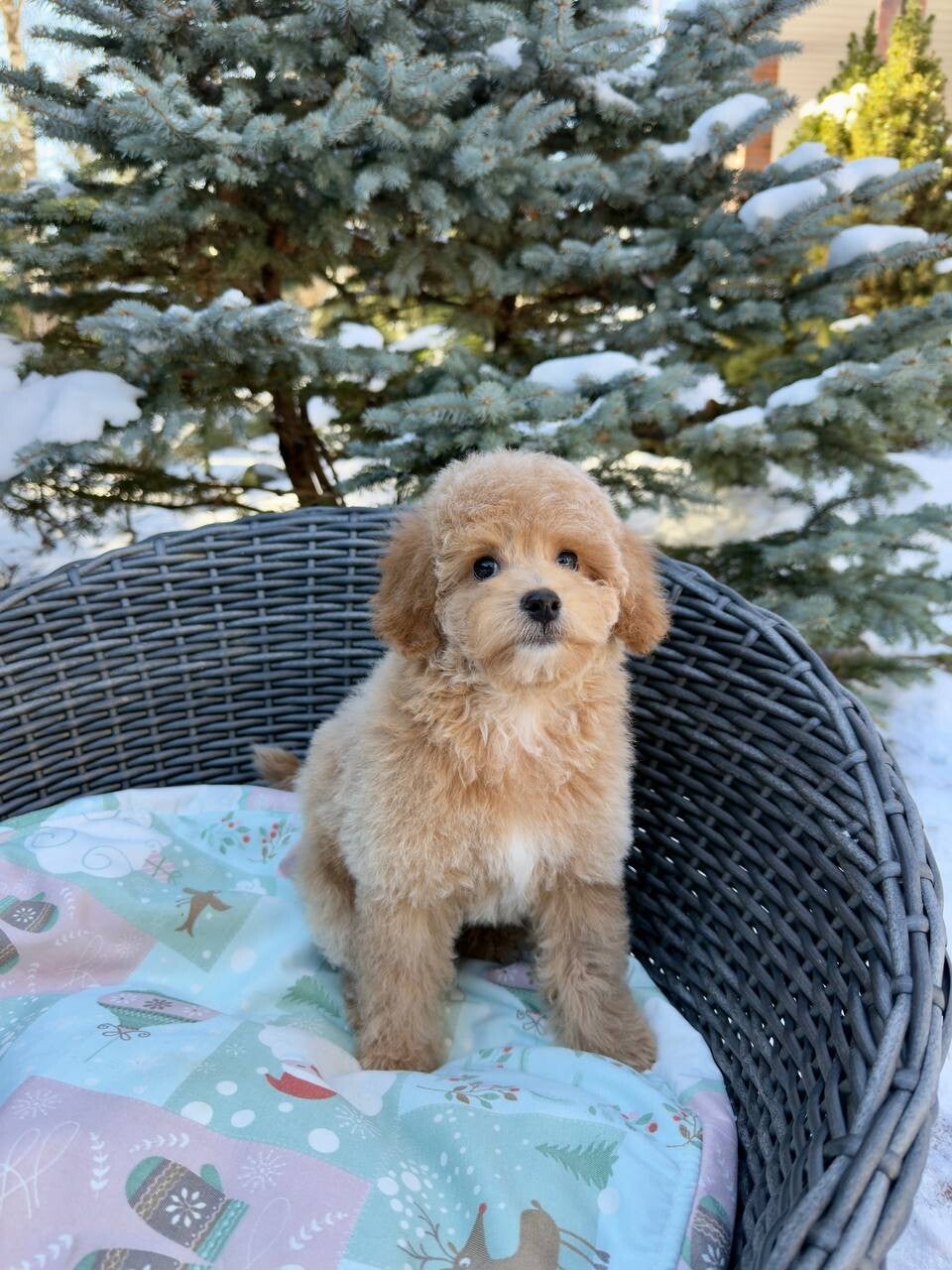 Miniature Poodle Puppies