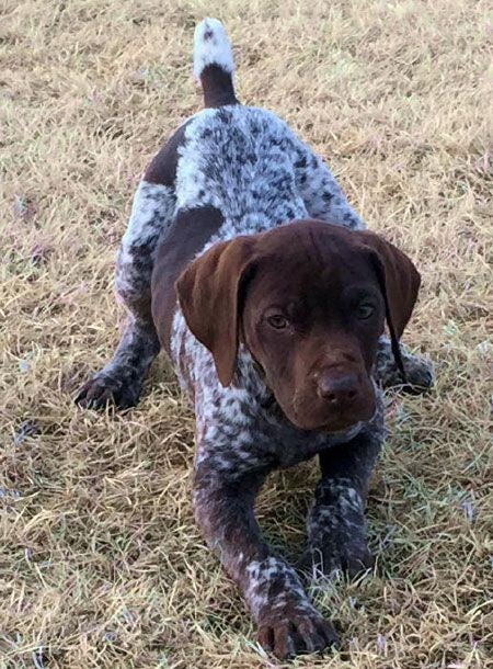 Stunning English Pointer Puppies
