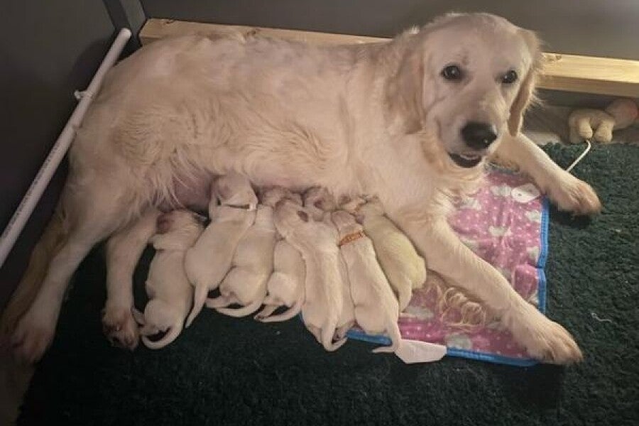 Beautiful Golden Retriever's