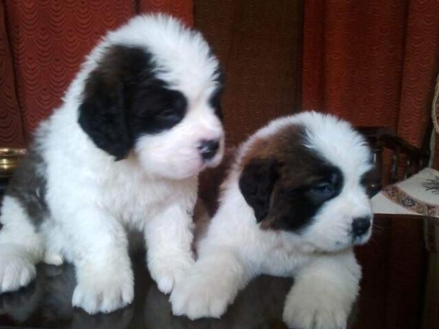 Cute male and female Saint Bernard puppies