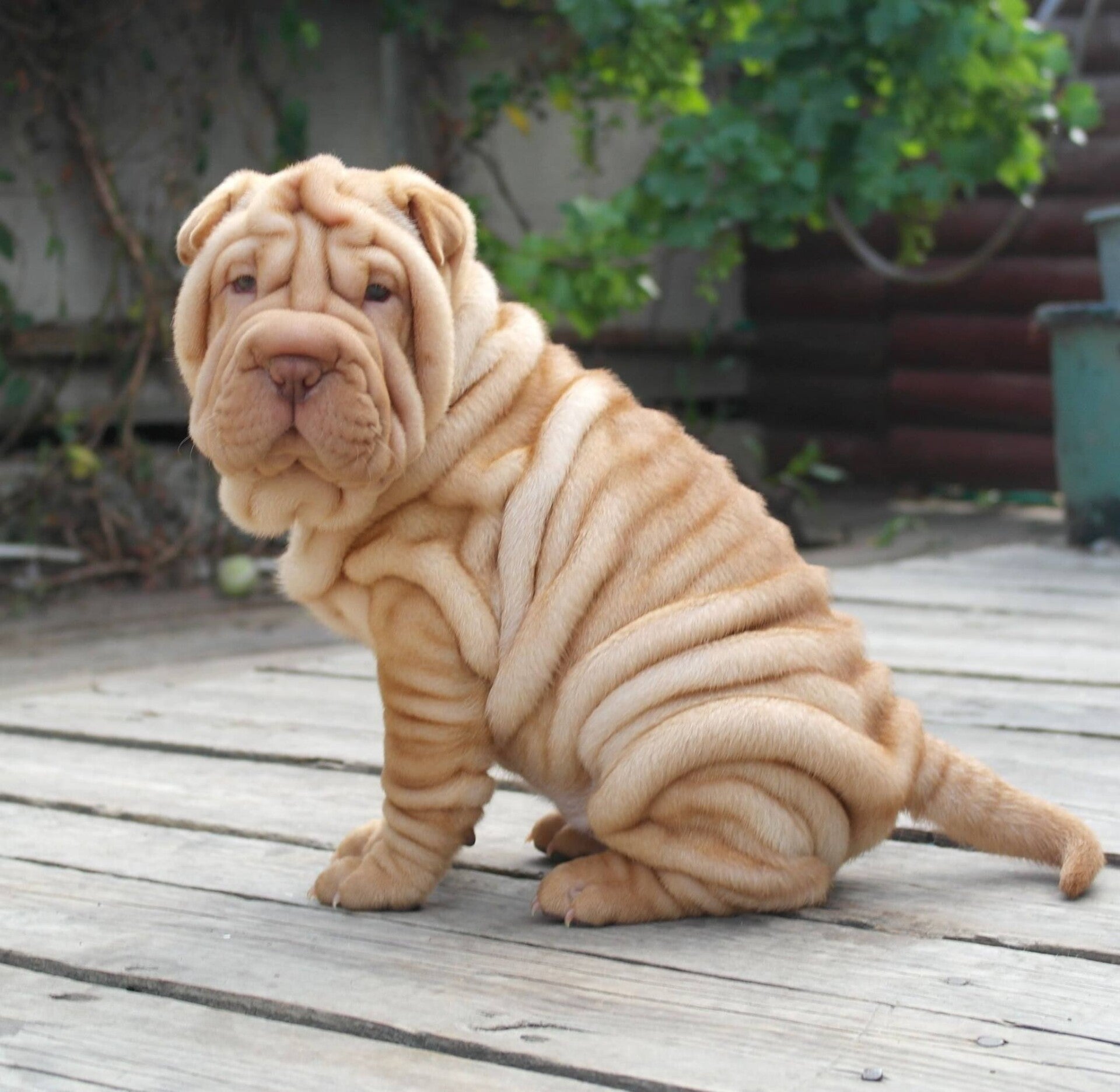 Chinese Shar-Pei Puppies