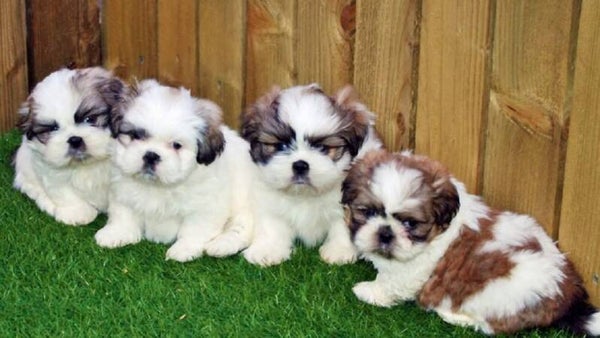 Beautiful pedigree shih tzu pups for loving homes