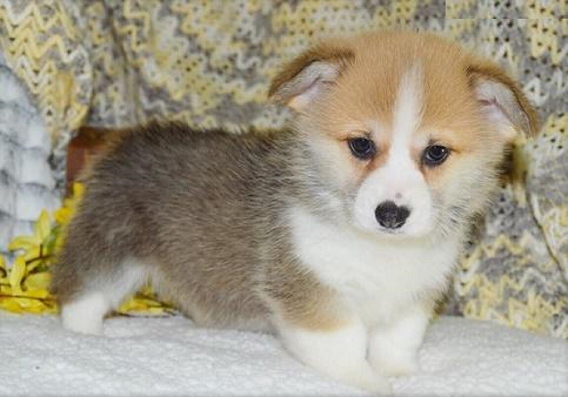 Pembroke Welsh Corgi Puppies