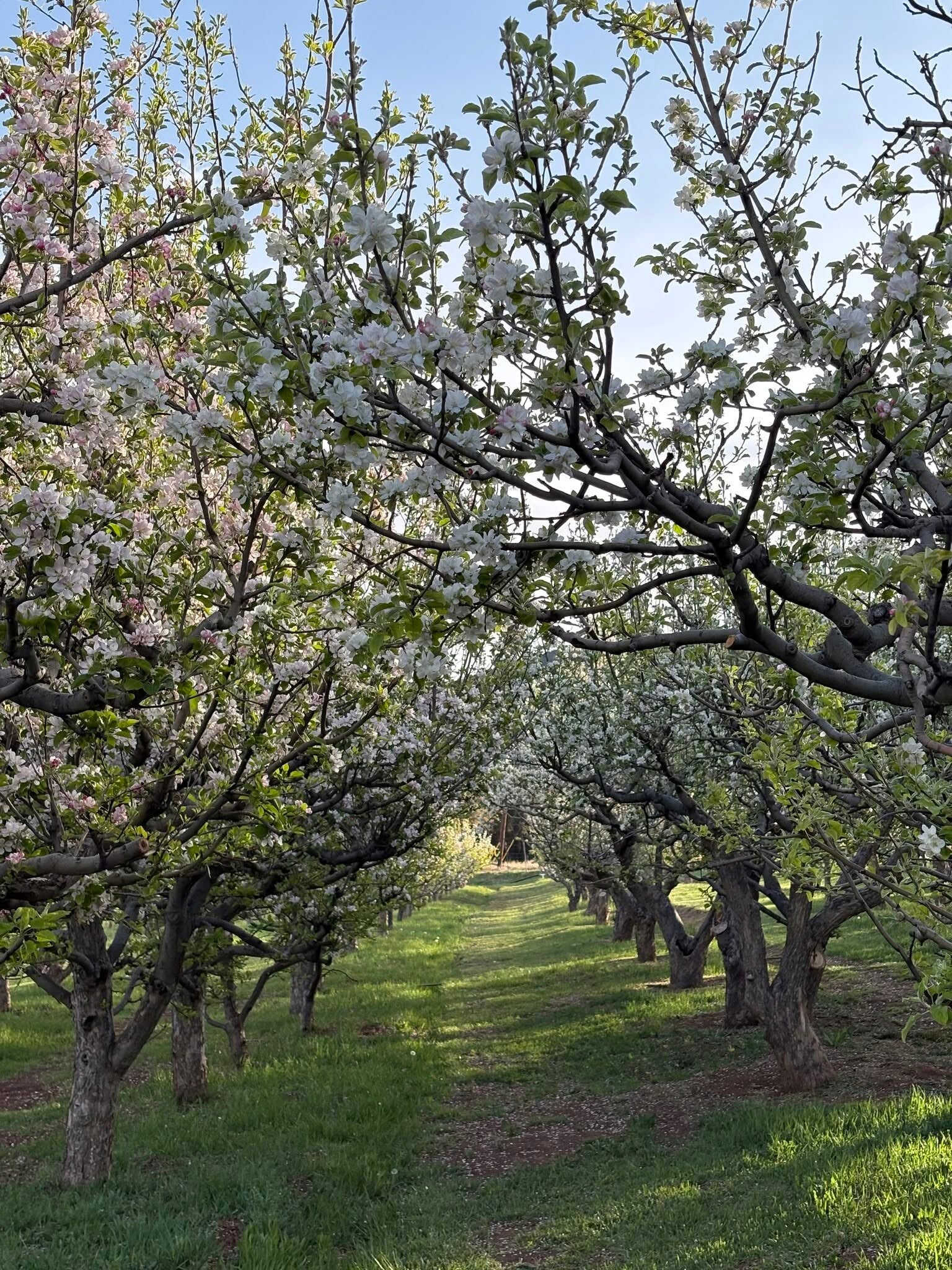Black Jack Orchard & Cidery, apple farm, apple orchard, Haynes Canyon, High Rolls Mountain Park, craft cider, New Mexico cider