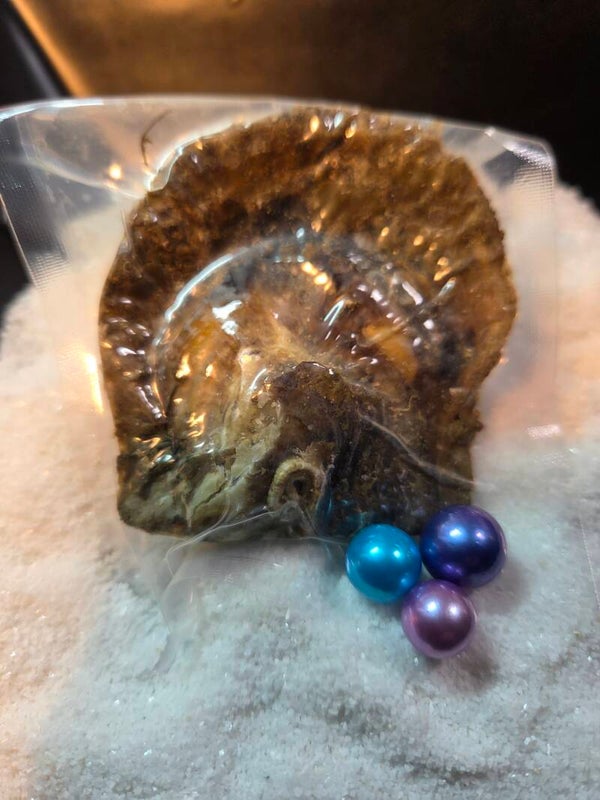 Akoya Oyster Edison Colored For Reveal