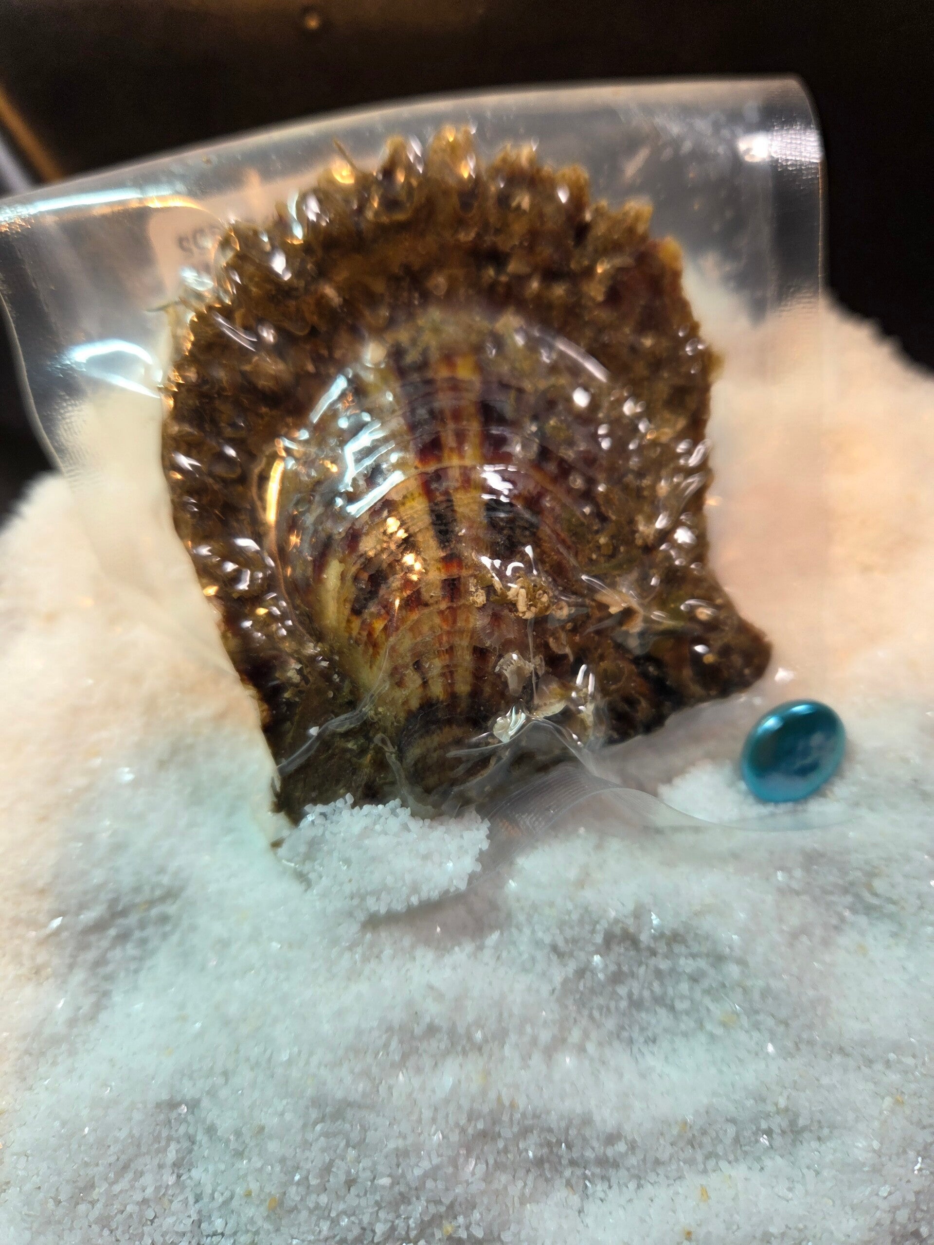 Akoya Oyster Colored Coin For Reveal