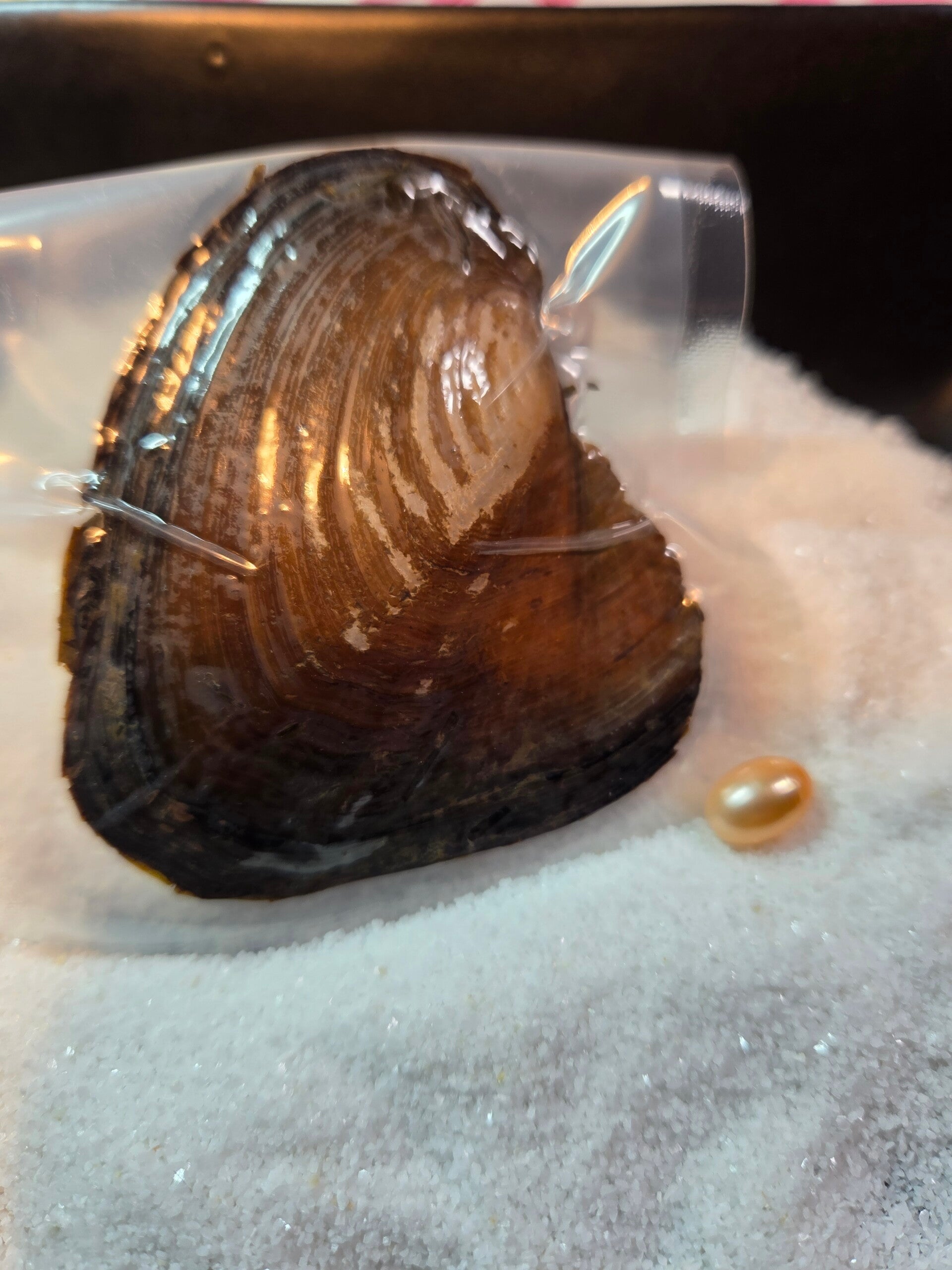 Freshwater Oyster Colored Rice Shape For Reveal